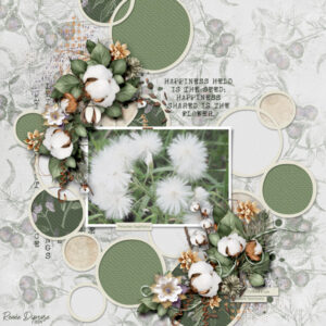 Cotton Fields: Collection